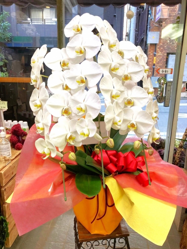 胡蝶蘭 大輪 白色