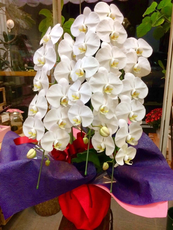 胡蝶蘭 大輪 白色