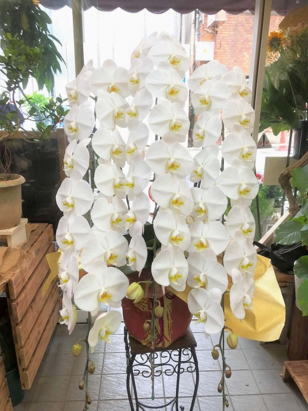 胡蝶蘭 大輪 白色